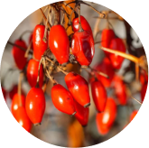 Berberine HCl