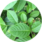 Corosolic acid from banaba leaf