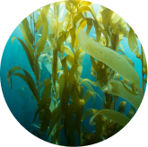 Fucoidan from sea kelp