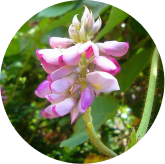 Kudzu flower extract