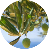 Oleuropein from olive leaf